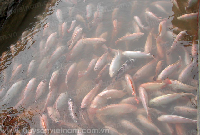 Phú Thọ: Cẩm Khê chú trọng phát triển thủy sản