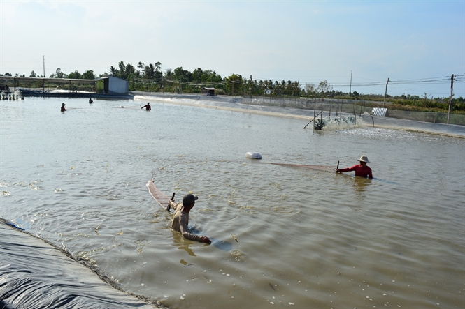 Cà Mau: Xuất khẩu thủy sản đạt hơn 5,4 tỷ USD