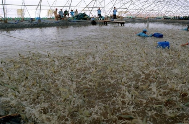 Các nhà máy chế biến chao đảo khi thương lái Trung Quốc mua tôm tận ao, giá cao ...