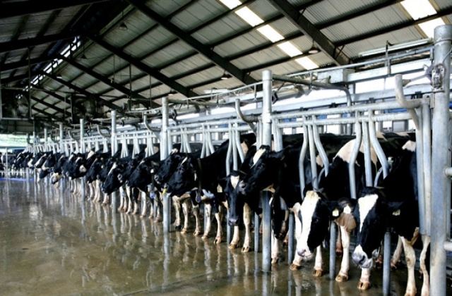 Vinamilk ký hợp đồng với hàng ngàn hộ dân nuôi bò sữa...