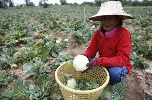 Trái cây Thái Lan chứa chất độc hại