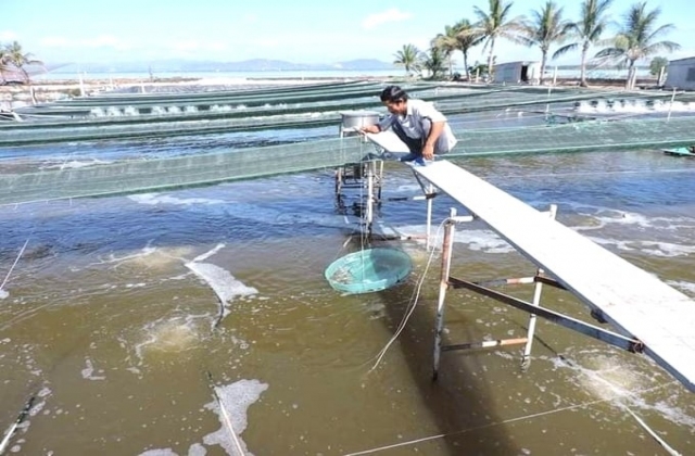 Tôm chết sớm, bệnh vô phương cứu chữa