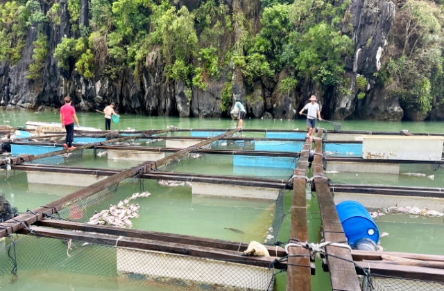 Nghiên cứu nâng gói tín dụng ưu đãi thủy sản lên 60.000 tỷ đồng