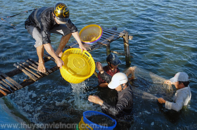 ĐBSCL: Kỳ vọng quy hoạch nuôi tôm nước lợ
