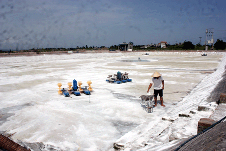 Móng Cái (Quảng Ninh): Hơn 170 ha tôm chết do dịch bệnh