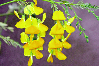 Kỹ thuật trồng điên điển