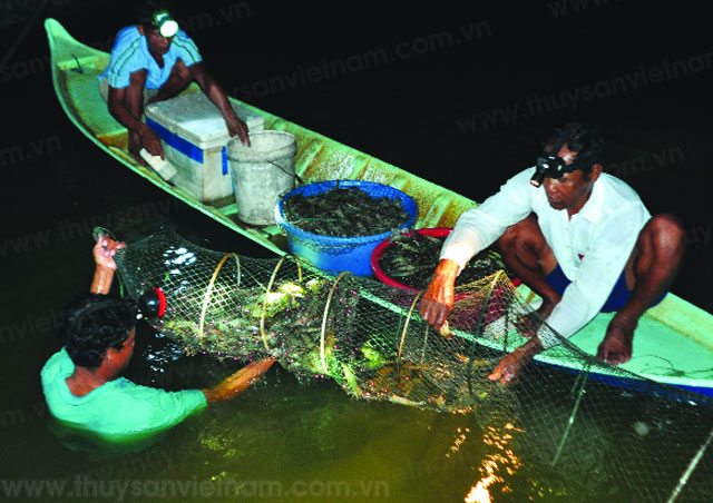Cà Mau: Mô hình nuôi tôm nước 