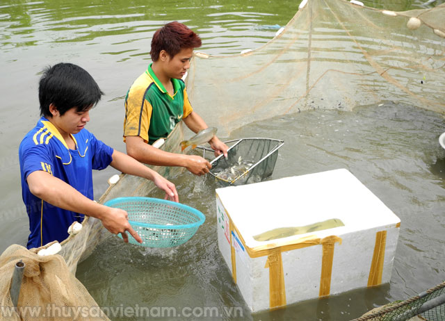 Bắc Ninh: Tập huấn nuôi và phòng trị bệnh cho cá nước ngọt