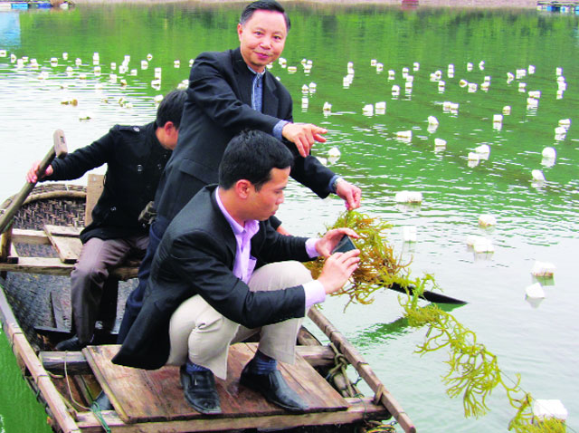 Quảng Ninh:Cơ hội cho rong sụn