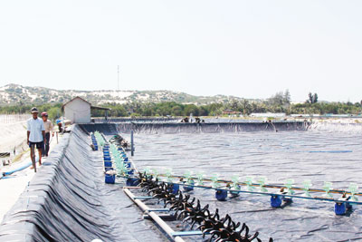 Khánh Hòa: Tôm thẻ chết hàng loạt