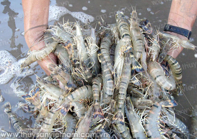 Tiền Giang: Hiệu quả từ nhiều mô hình nuôi thủy sản