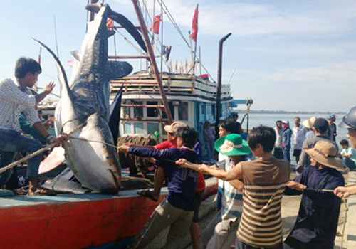 Ngư dân vớt được cá voi nửa tấn trôi trên biển