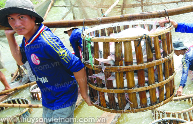 Vì sao cá tra khó làm VietGAP?