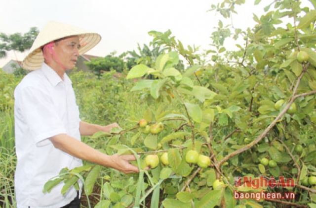 Trồng ổi nhập ngoại cho thu nhập hơn 200 triệu đồng/năm