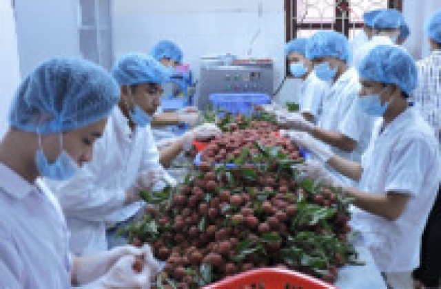 Công nghệ chiếu xạ: Rộng đường khẳng định thương hiệu chất lượng quả vải