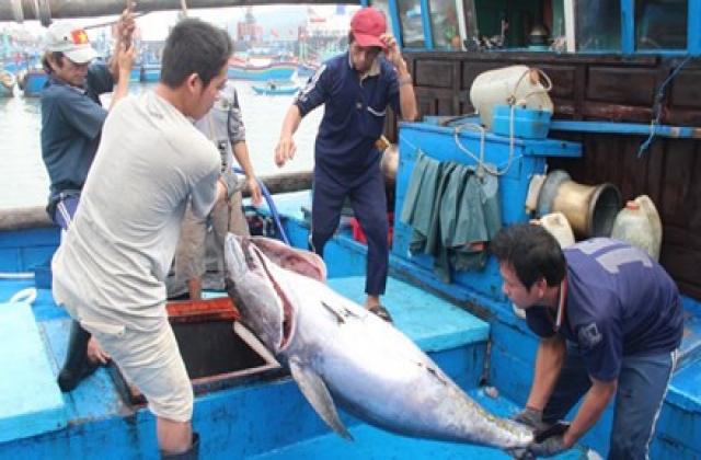 Ngư dân hụt hẫng do giá cá ngừ giảm