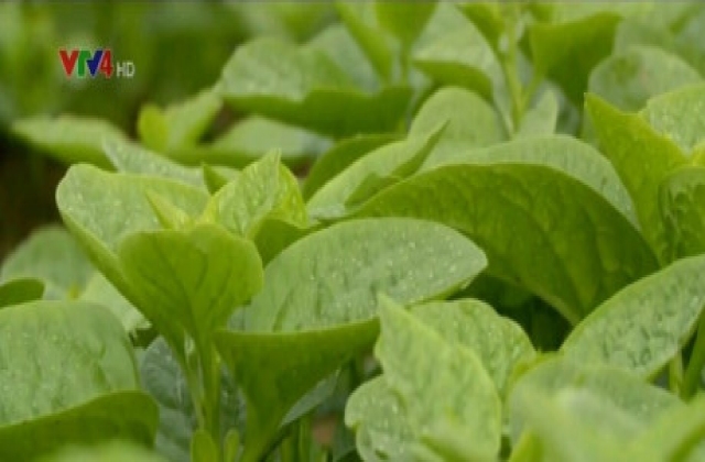 Nâng cao giá trị nông - thủy sản theo tiêu chuẩn Nhật Bản