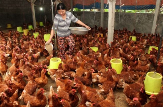 Phát triển chăn nuôi sau Tết: Tránh tái đàn ồ ạt!
