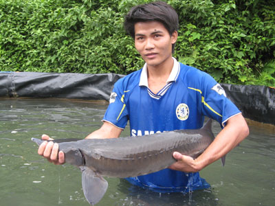 Kỹ thuật sinh sản nhân tạo cá tầm
