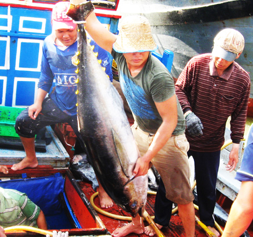 Phú Yên: Tàu cá đồng loạt vươn khơi