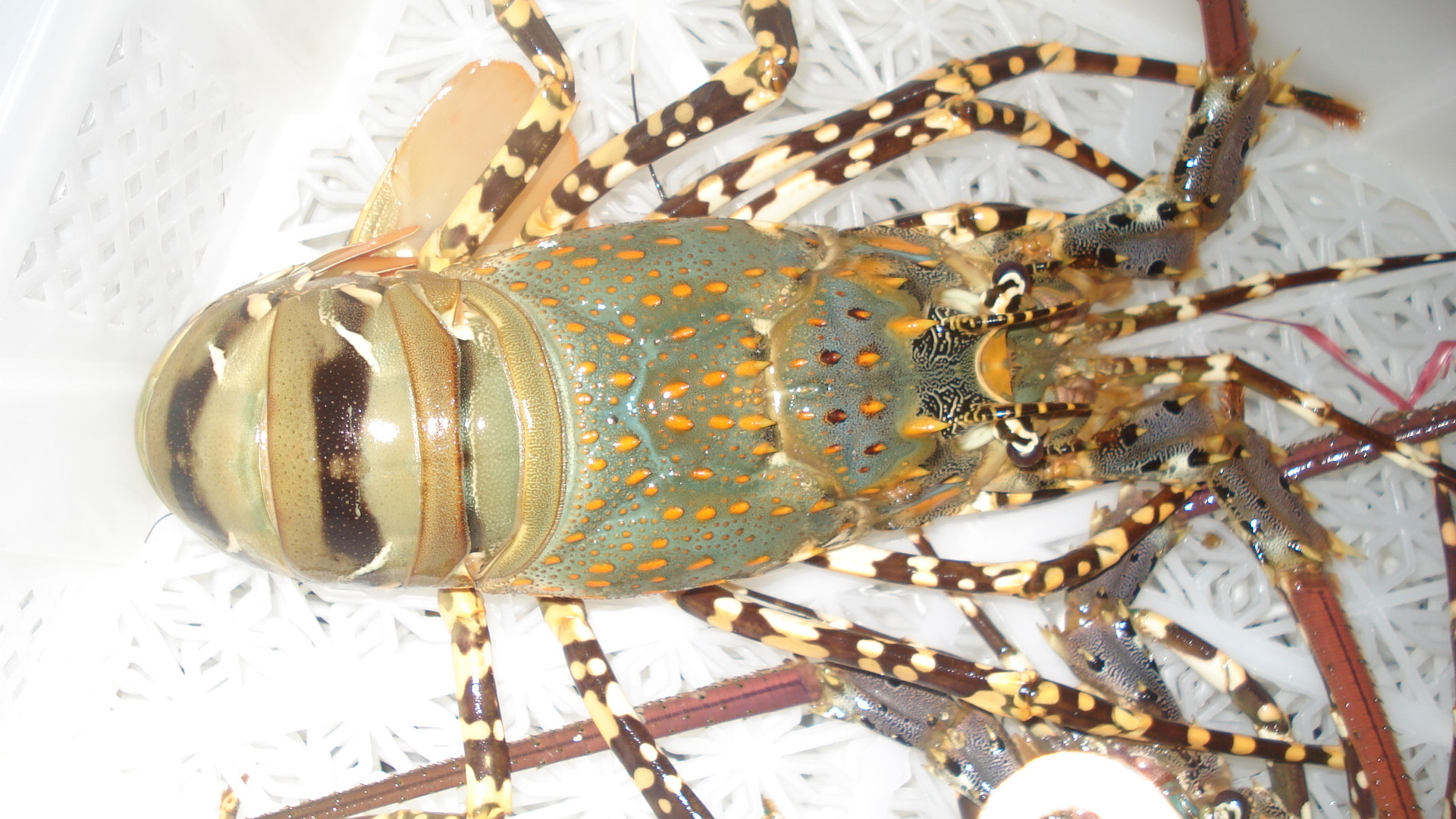 Giải pháp phát triển nuôi tôm hùm hiệu quả