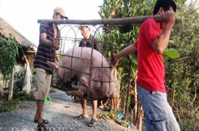 Mánh hiểm lái buôn Tàu: Thương lái Việt hại nông dân Việt
