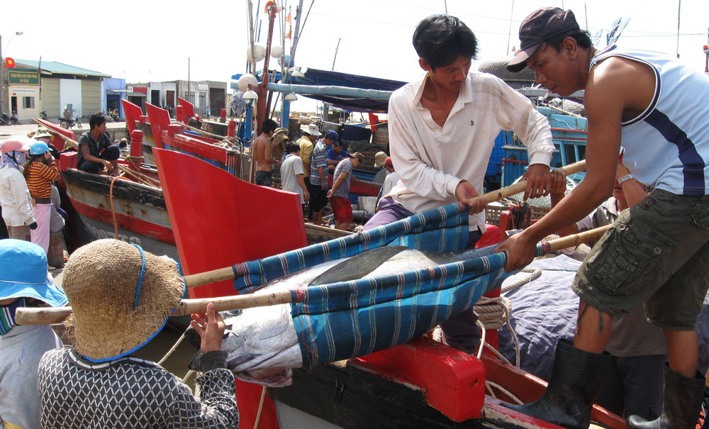 Phú Yên: Niềm vui mùa biển mới