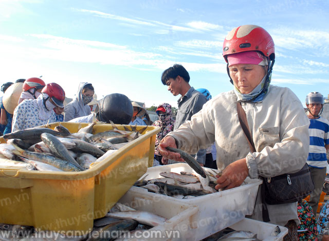 Khánh Hòa: Khai thác thủy hải sản đạt khá