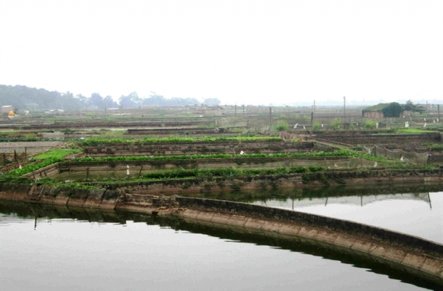 Làng cá chép ông Công, ông Táo hối hả vào vụ