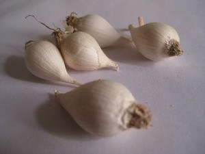 Tỏi một nhánh giá hơn nửa triệu đồng/kg khan hàng