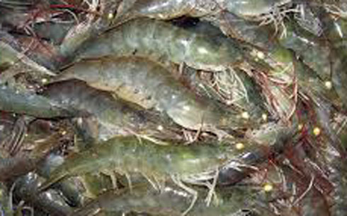 Thiếu nguyên liệu chế biến thủy sản xuất khẩu