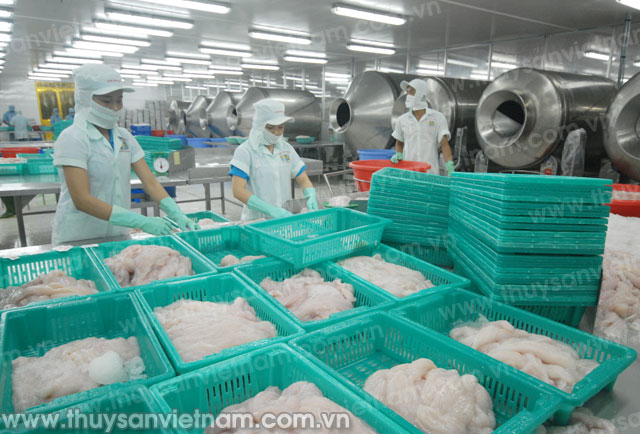 Ngành cá tra vẫn gặp nhiều khó khăn
