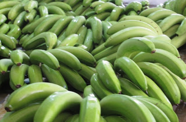 Chuối tiêu rớt giá