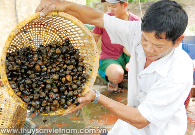 Quy trình sinh sản ốc nhồi giống