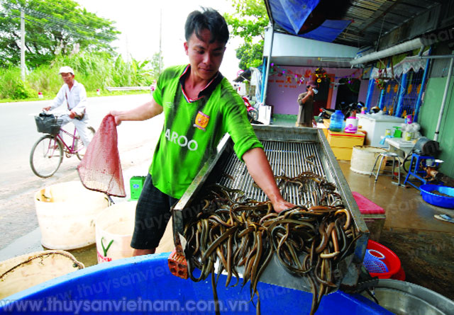 Nuôi lươn bể bạt tại Cần Thơ