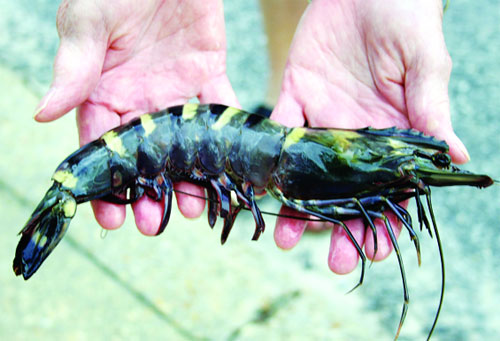 Costa Rica: Tôm tự nhiên bị loài xâm lấn đe dọa