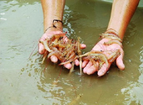 Bạc Liêu: Thời tiết bất lợi gây thiệt hại cho tôm nuôi