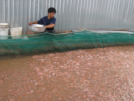 Cần Thơ: Nhiều hộ ương nuôi cá giống có lãi