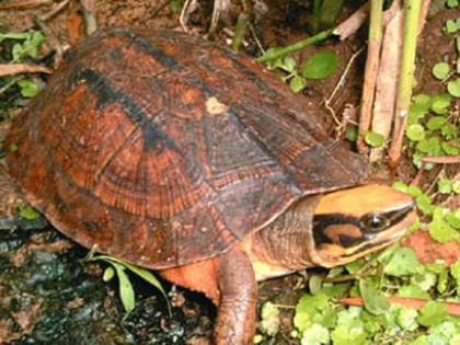 Đổi đời nhờ “thần tứ linh”- Kỳ 1: Thần Kim Quy và giấc mơ tỷ phú