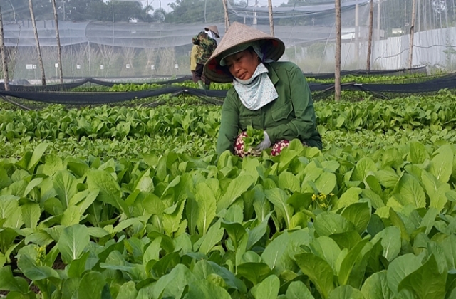 Thực phẩm sạch, ai làm, bán ở đâu? - Rau hữu cơ Organica..