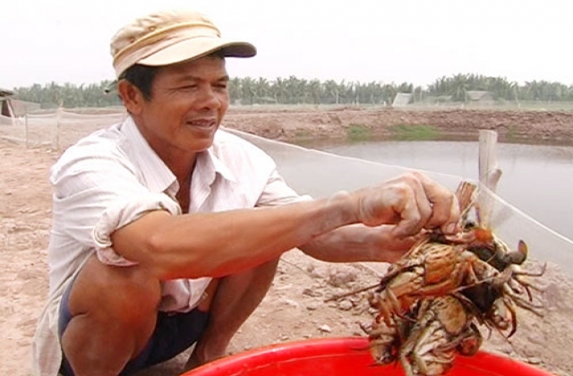 Ba Tri (Bến Tre): Hiệu quả nuôi cua trong vuông tôm