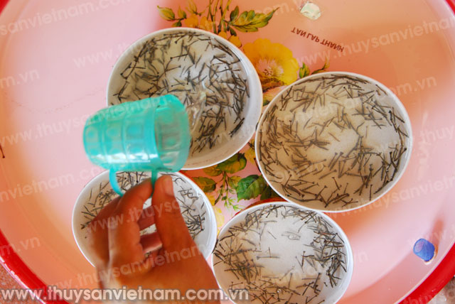 Nuôi tôm bền vững tại Trà Vinh: Con giống cần được chủ động