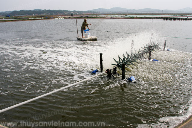 Hội Nghề cá Quảng Ninh: Tăng cường các biện pháp phòng bệnh trên tôm nuôi