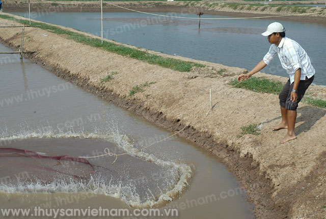 Lập Ban chỉ đạo chống dịch cho tôm nước lợ