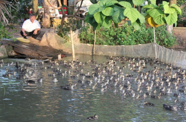 Nuôi vịt trời ở phố núi