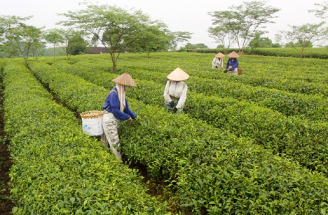 Chè Lâm Đồng đã hoàn toàn sạch hoạt chất fibronil