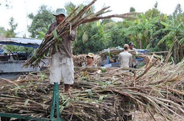 Khốc liệt ‘cuộc chiến’ mua mía