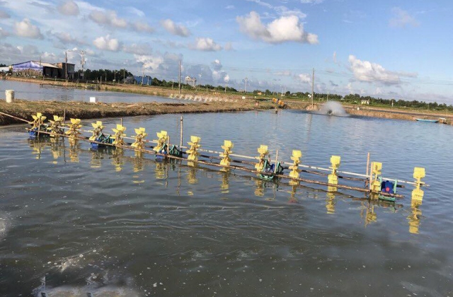 Xây dựng liên kết chuỗi trong nuôi tôm