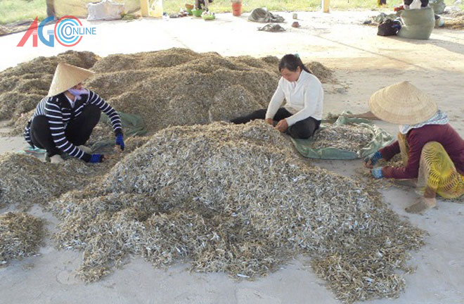 Ngư dân Đất Mũi trúng mùa cá cơm