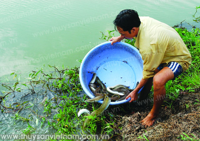 Lãi trăm triệu nhờ cá chình